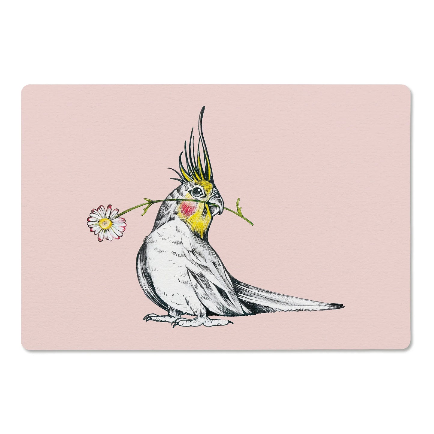 Schnabelbrettchen – Nymphensittich