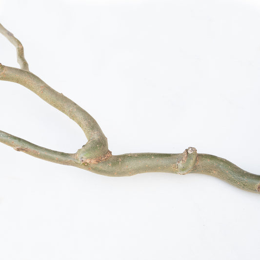 Sitzast Korkenzieherweide