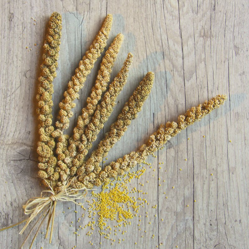 Gelbe Kolbenhirse - Körnerwerkstatt