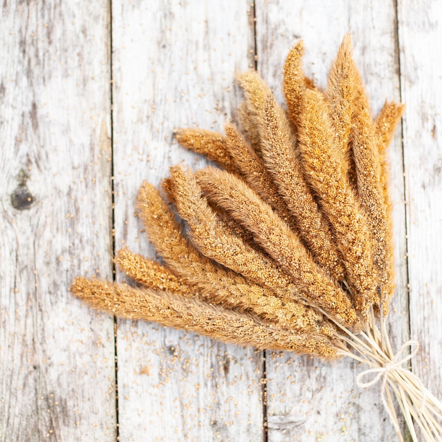 Mohairhirse - Körnerwerkstatt