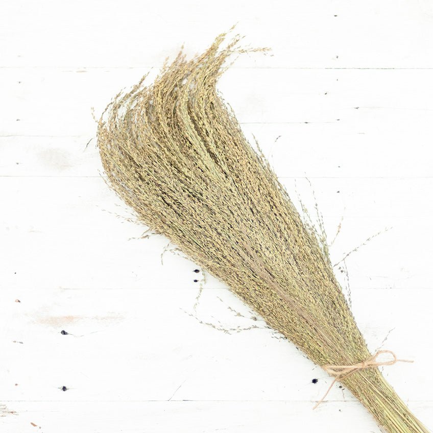 Pagima Green in der Rispe - Körnerwerkstatt