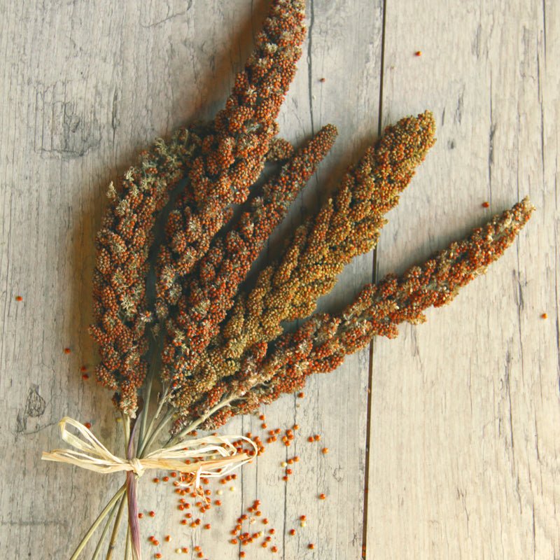 Rote Kolbenhirse - Körnerwerkstatt