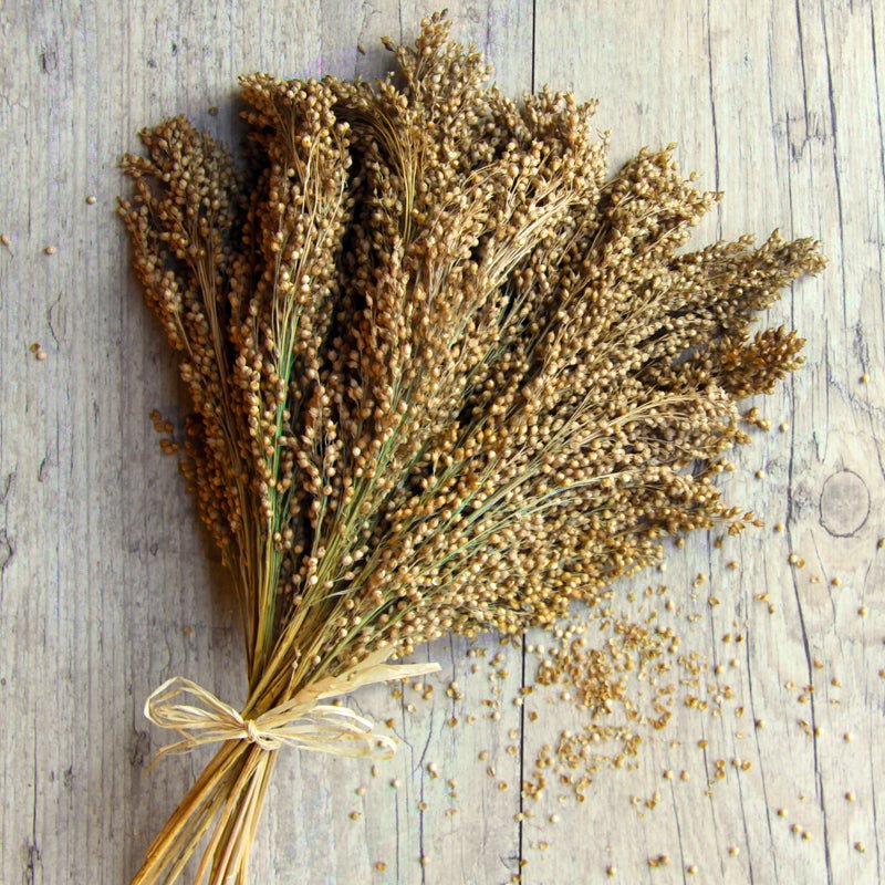 Silberhirse in der Rispe - Körnerwerkstatt