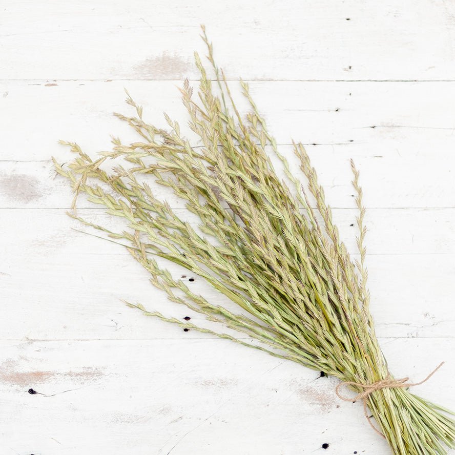 Weidelgrasrispen - Körnerwerkstatt