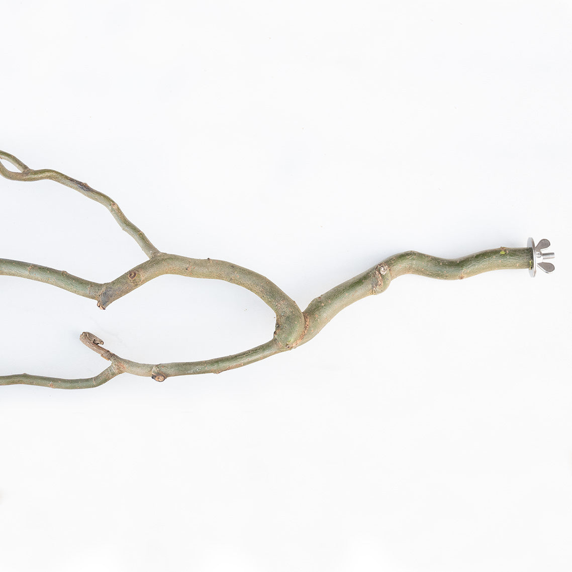 Sitzast Korkenzieherweide