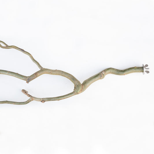 Sitzast Korkenzieherweide