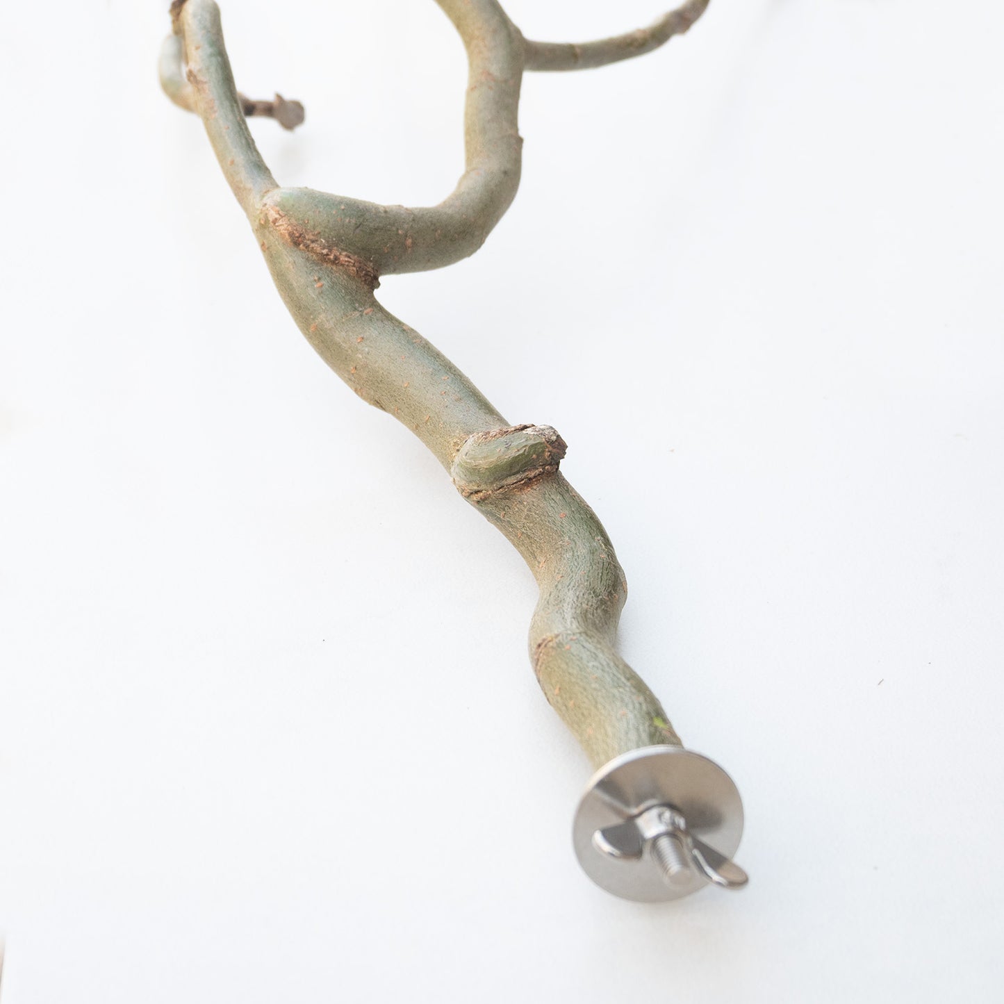 Sitzast Korkenzieherweide